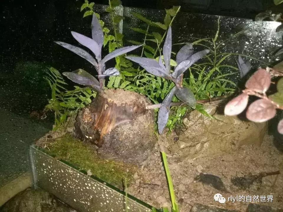 黄缘龟多大可以进环境造景,黄缘龟造景用陶粒还是火山石