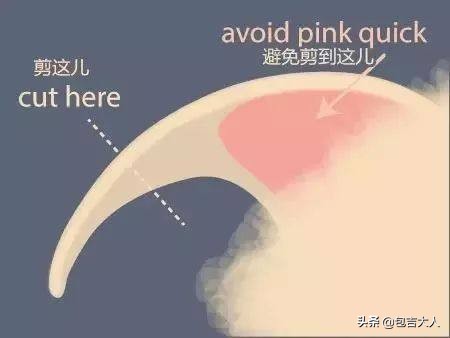 养猫经验杂谈论文摘要大全,养猫经验大分享