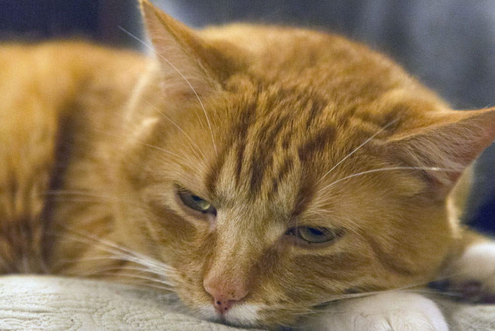 猫年龄大关节会出现问题吗,猫退行性关节炎