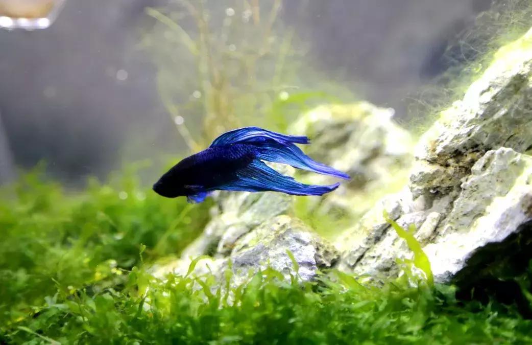 金湖荷花荡图片,金湖荷花荡介绍