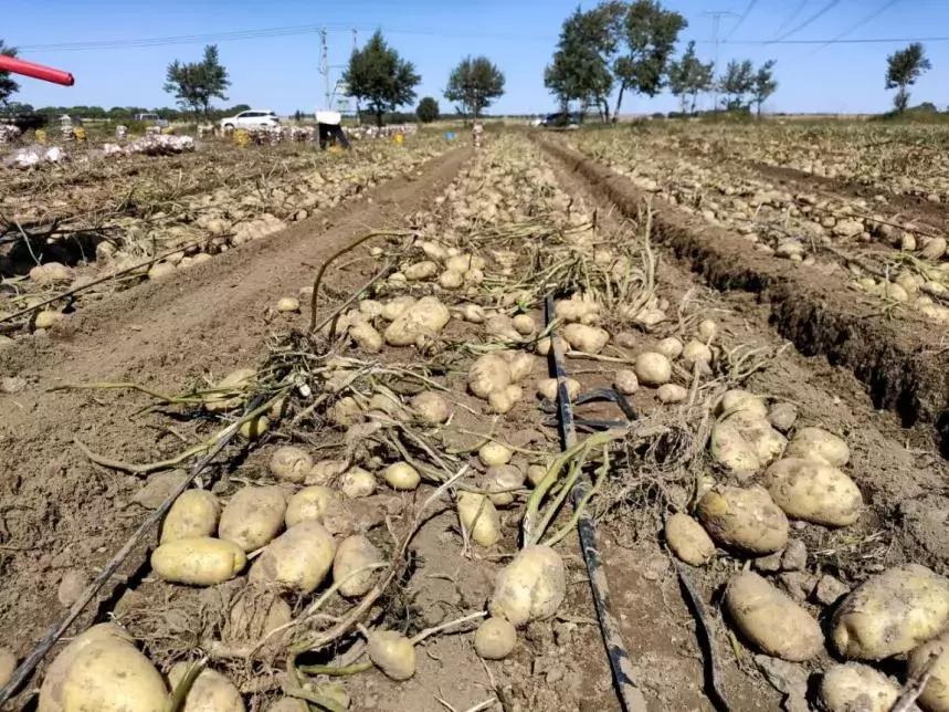 抗灾减损保丰收,抗旱保苗确保秋粮丰产