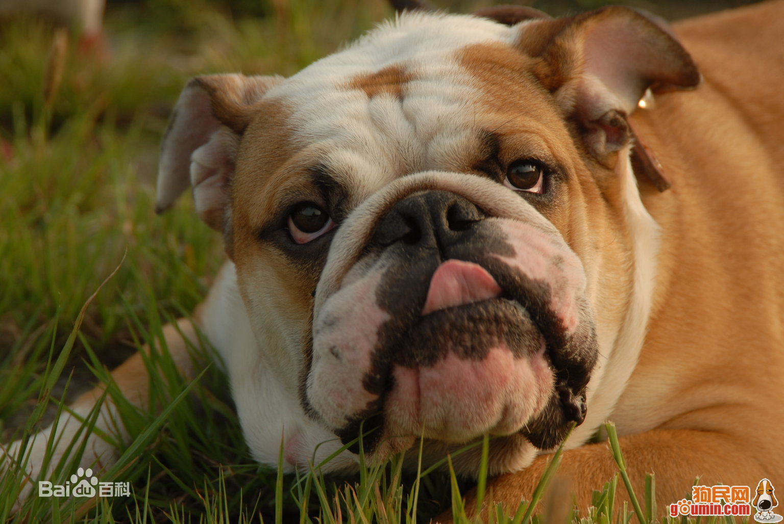 宠物狗小型犬品种排名大全及图片,性格温顺的小型犬有哪些