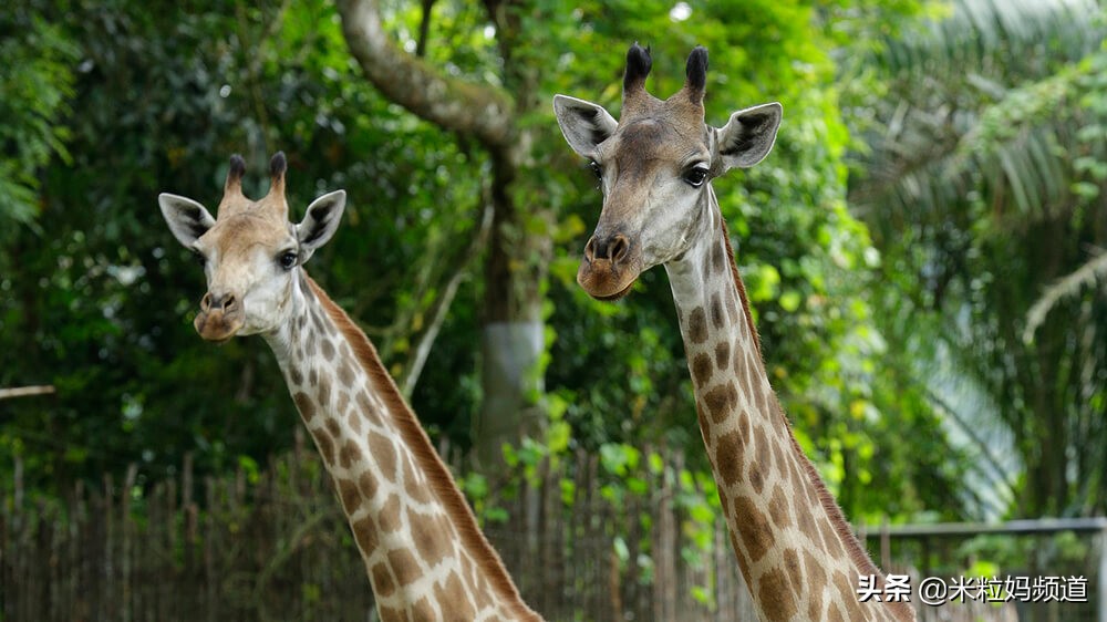 新加坡亲子游7天6晚攻略,新加坡旅游攻略推荐遛娃