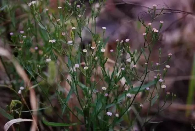 农村常见野花野草,这些野菜农村随处见