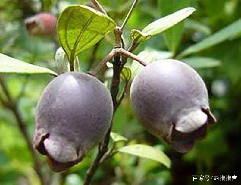 儿时的记忆农村野果,家乡野果记忆深处的味道