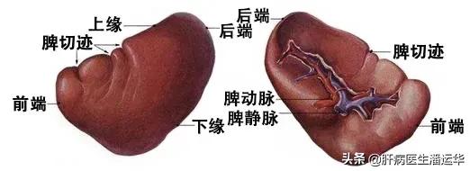 什么是脾肿大,脾肿大为什么引起脾亢