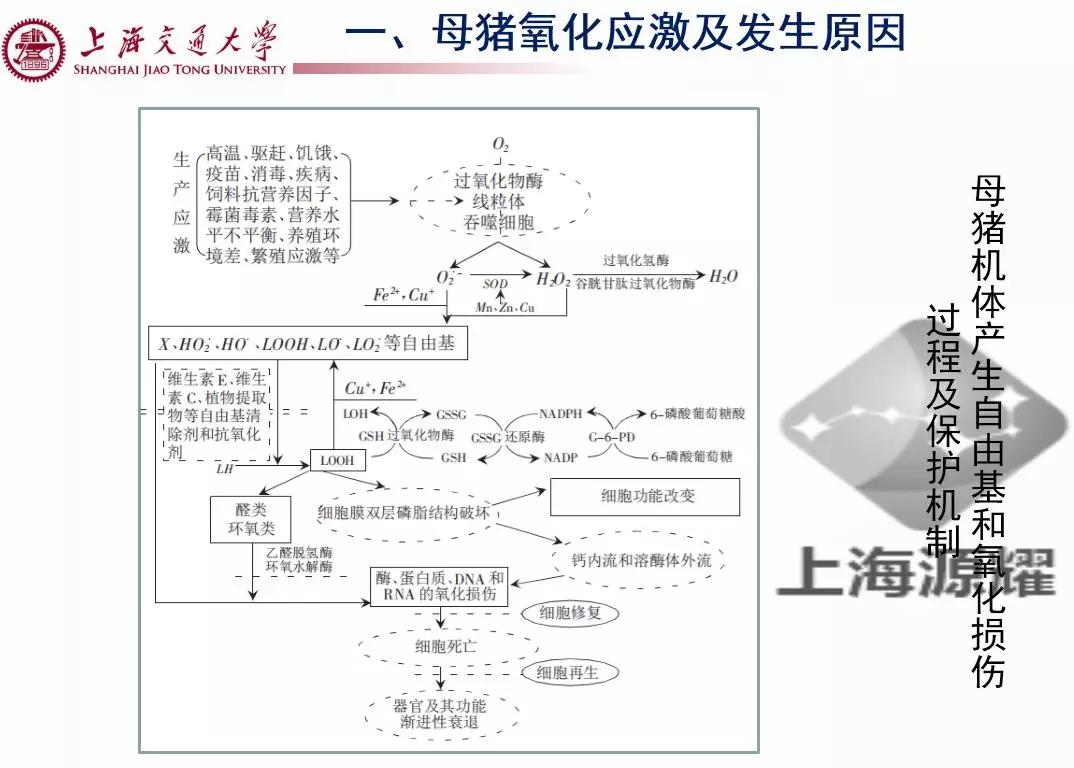 上海交大徐建雄教授直播课笔记：母猪氧化应激与营养调控