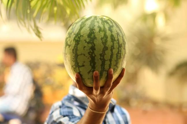 西瓜啤酒怎么酿,西瓜能不能酿啤酒