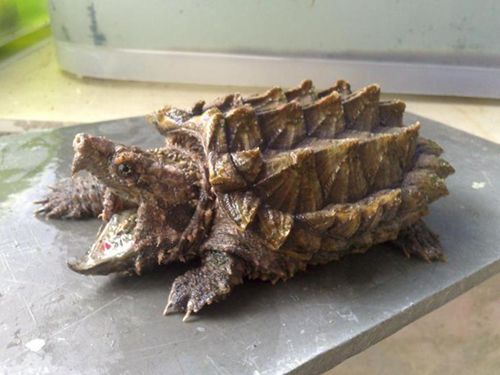 比鳄鱼龟还凶猛的乌龟,大鳄龟和乌龟一样吗