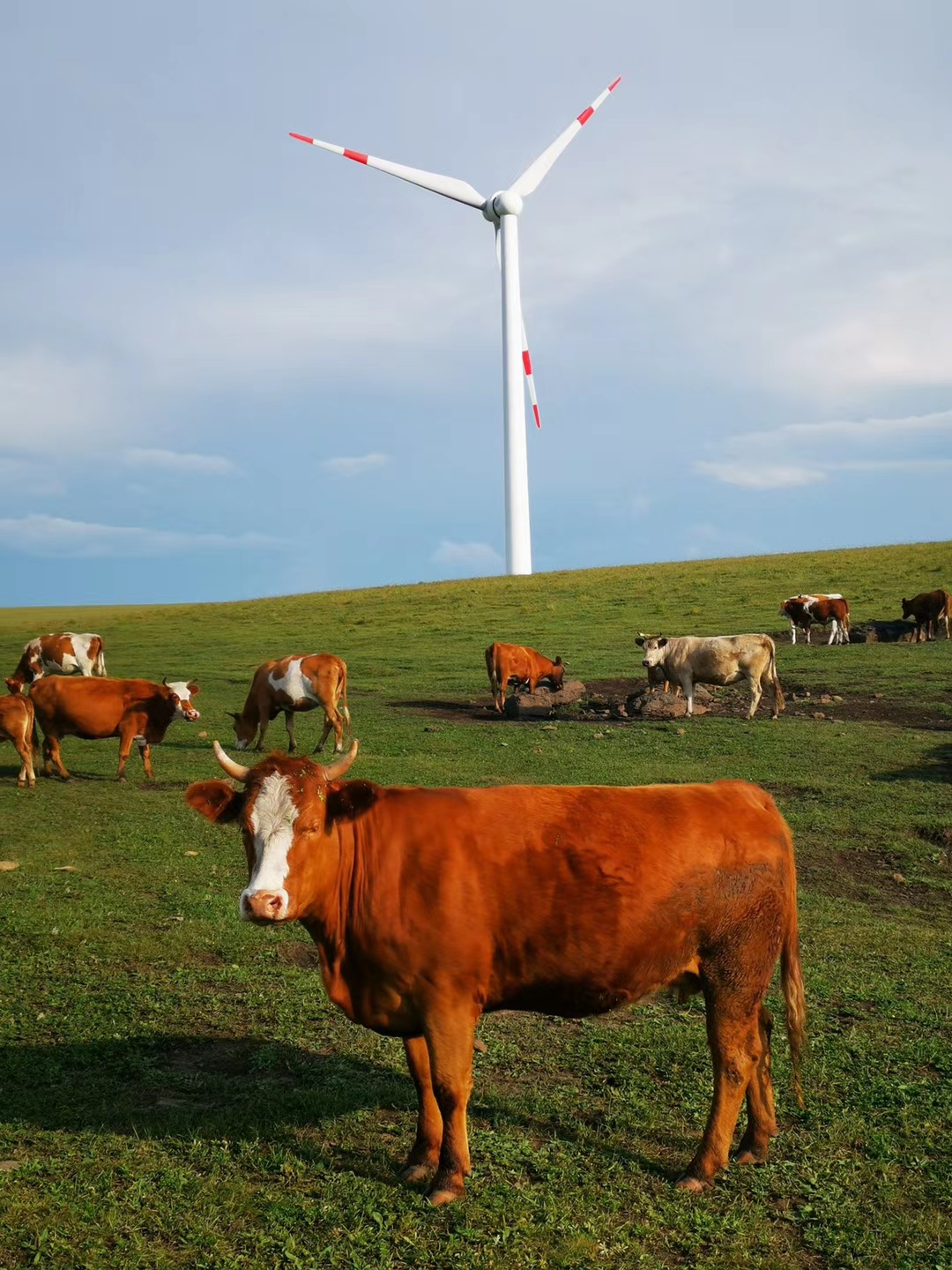 乌兰布统和红松洼哪个更值得去,辽宁乌兰布统草原旅游