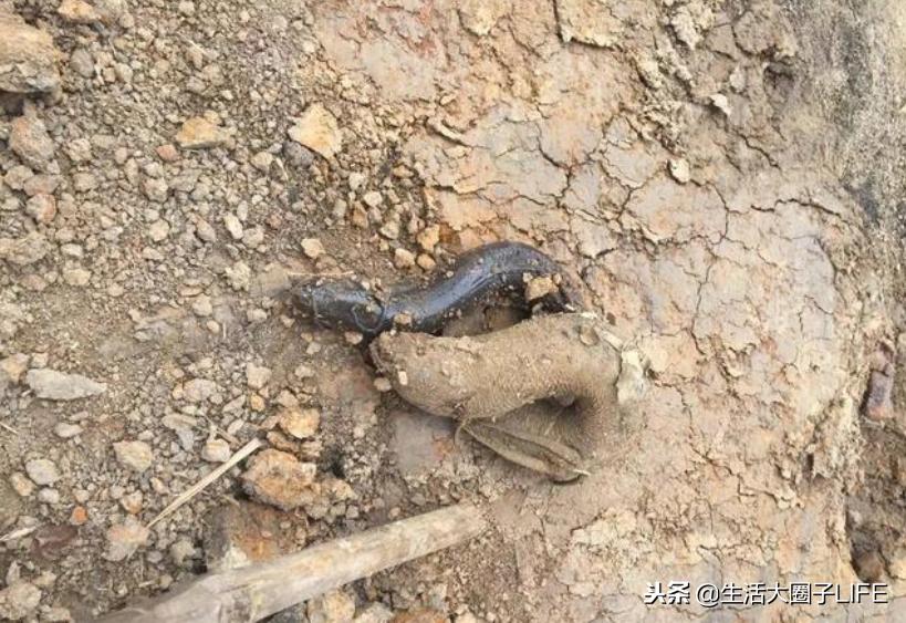 这3点告诉你，为什么农村每逢下雨后，路上积水会凭空长出小鱼