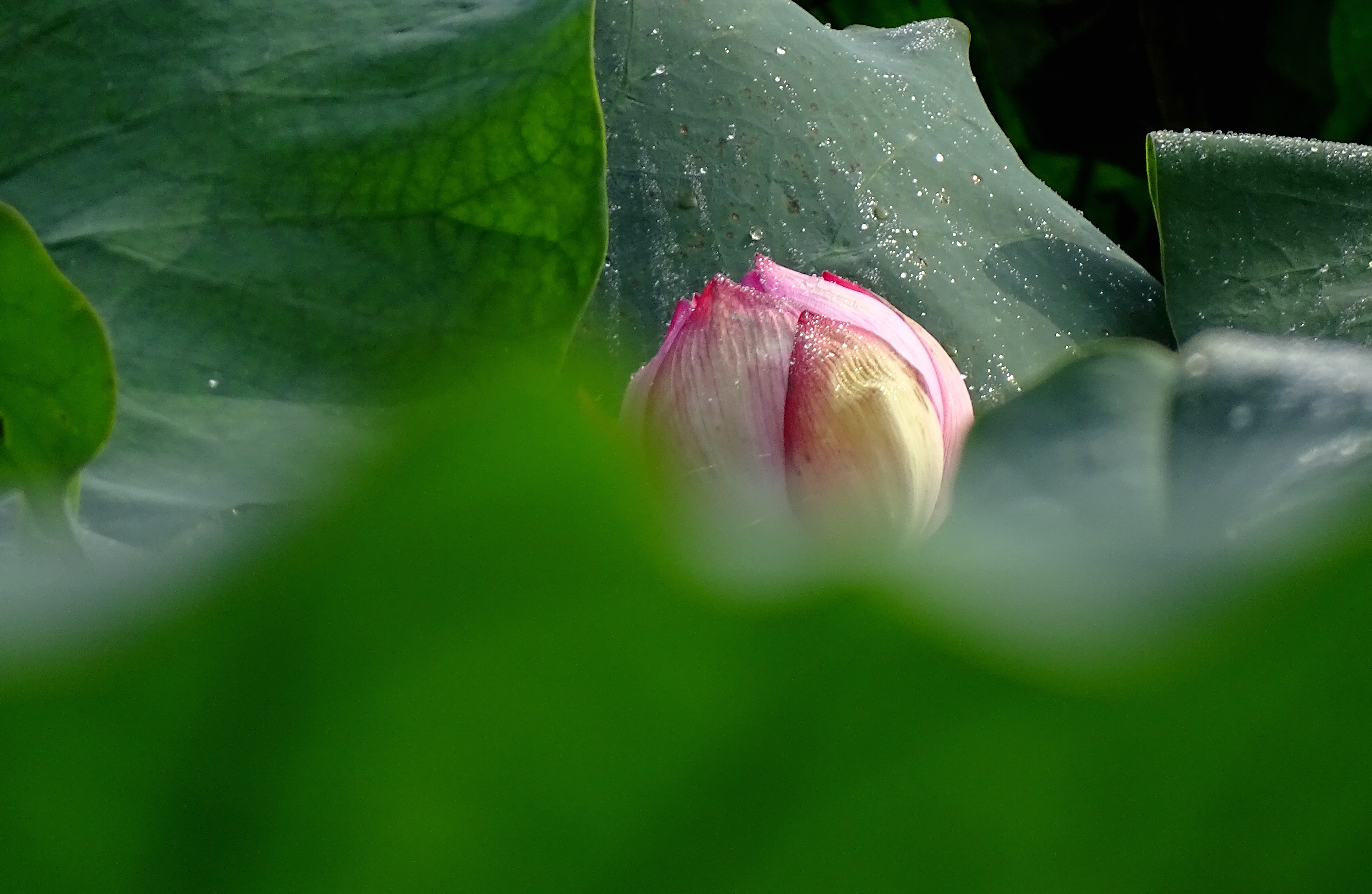 索尼dsc-hx400拍飞机效果,索尼dsc-hx400照片调色