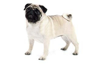 聪明的小宠物狗都有哪些品种,哪种宠物狗最聪明听话又好养