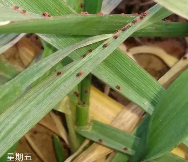 小麦治红蜘蛛最好方法,小麦红蜘蛛用哪几种药治疗好