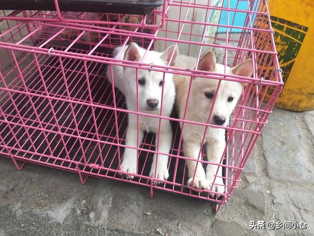 真正的狗市品种,哪里的狗市便宜品种又好种类又多