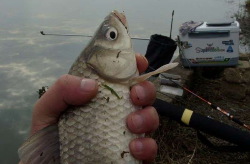 一把窝子就有钓不完的鲫鱼，用起来还真不是说着玩的！