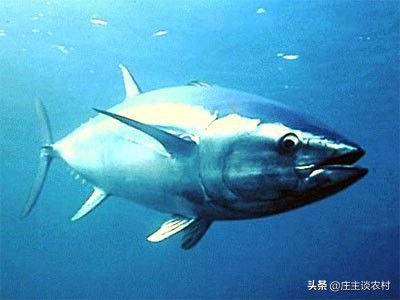 世界上最贵的几种食材有哪些,世界上最贵最顶级的食材