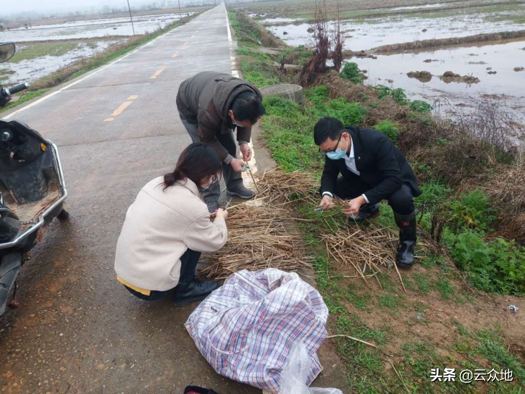 稻螟虫危害方式,稻田中螟虫的防治小妙招