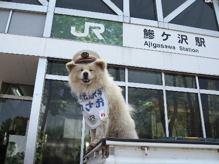 日本网红狗狗去世,日本狗死了