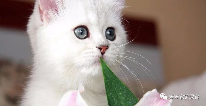 猫异食癖啃纸箱,猫咪喜欢吃塑料袋是缺啥