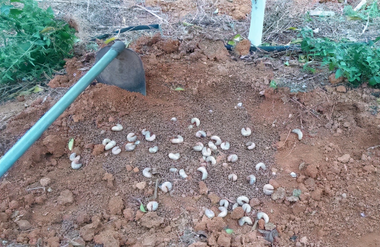 地上害虫怎样防治,土地地下害虫怎么防治