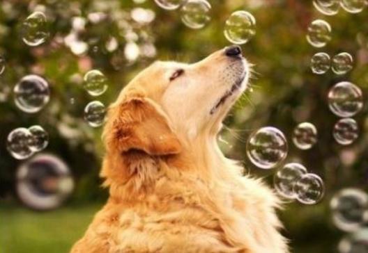 选金毛的时候排除什么，10个部位挑个好金毛，送给即将养金毛的人