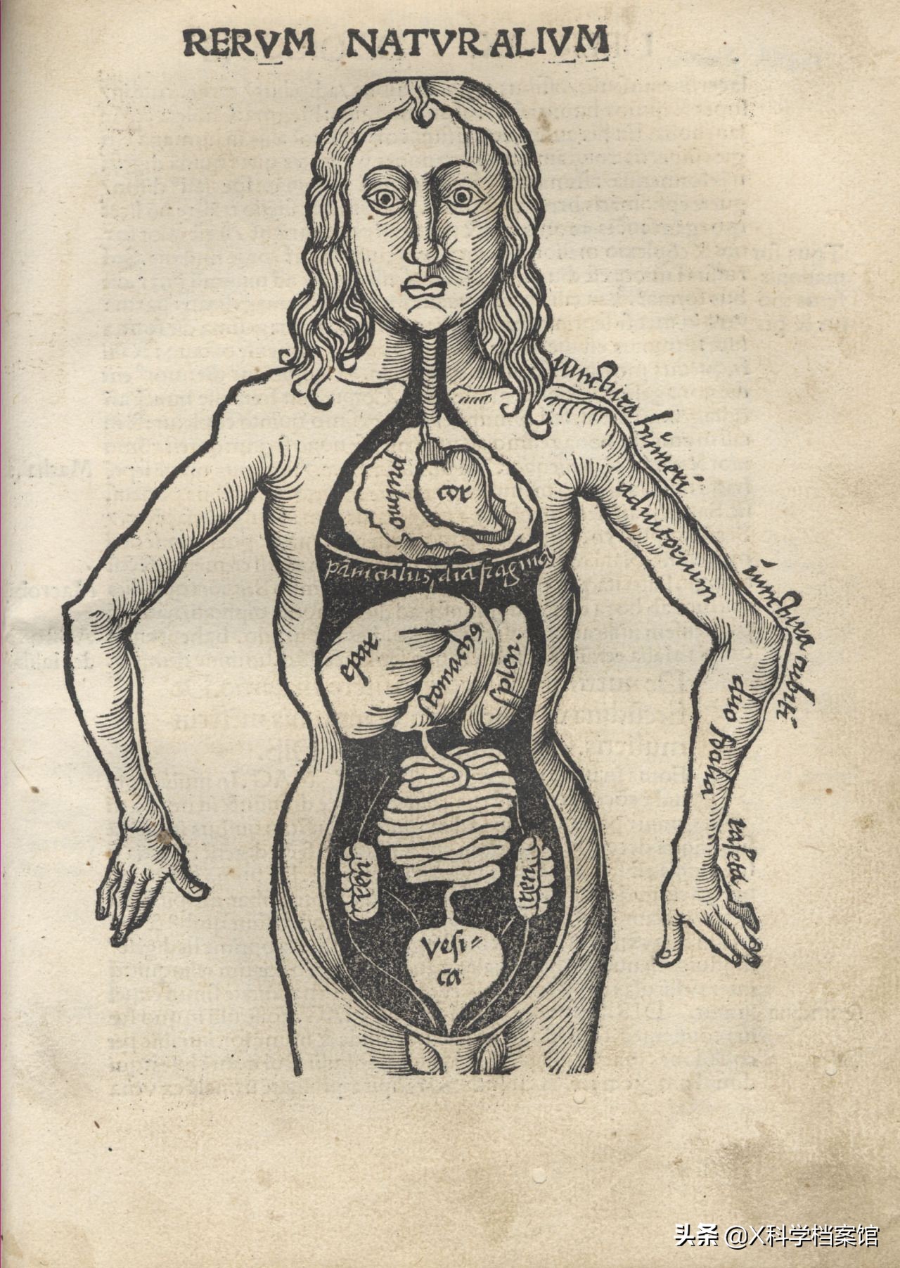 人体胃部实验,模拟胃的蠕动科学实验