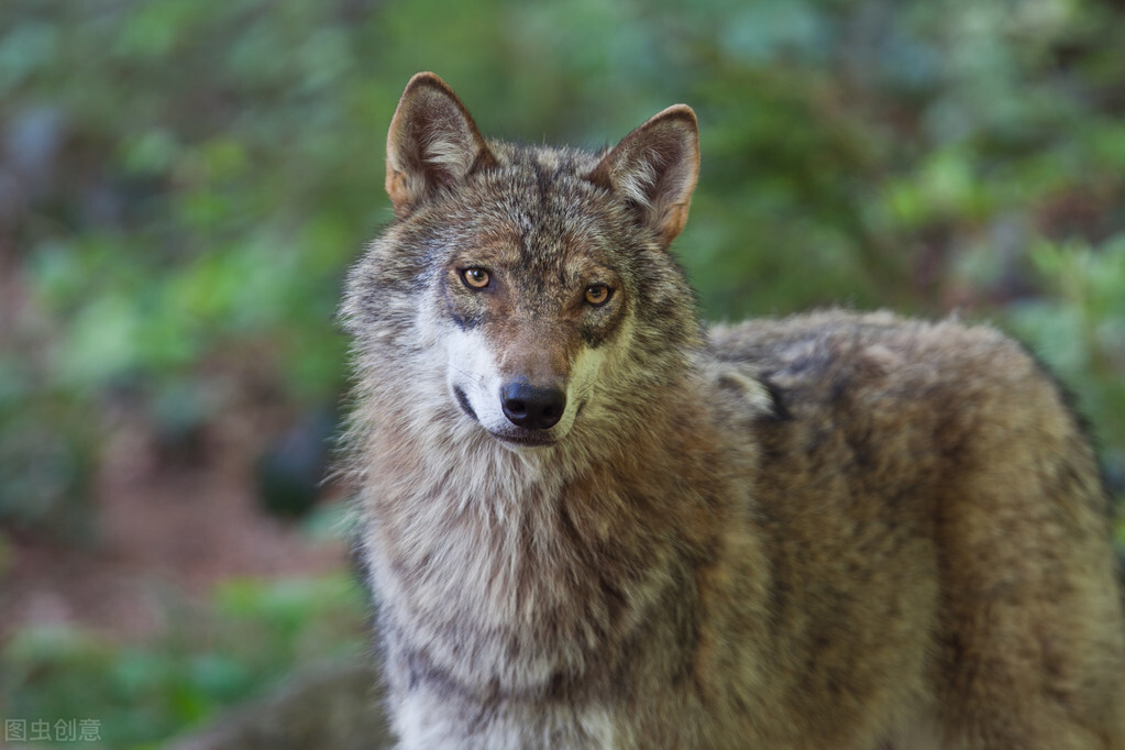 白山林海奇案！狼咬伤了意图*暴强**妈妈的坏蛋，妈妈却成了凶手