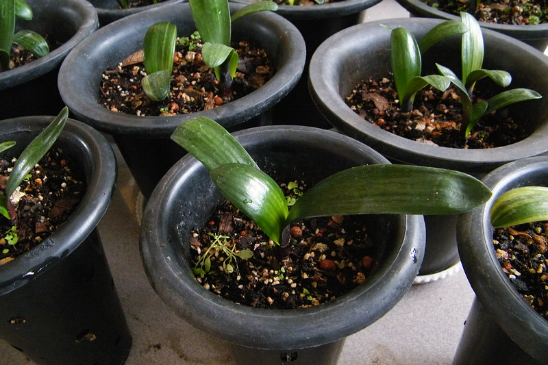 君子兰的种植方法和繁殖方法,君子兰如何在家庭种植方面育苗呢