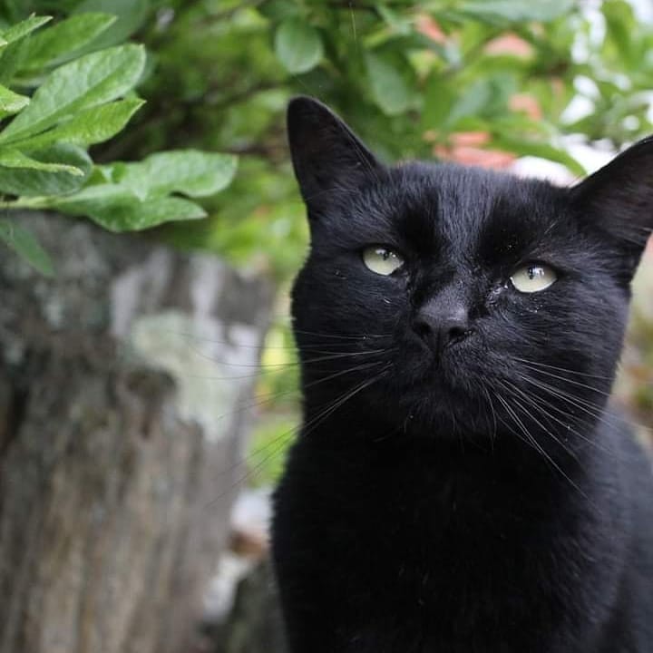 网友捡到一只小黑猫长大后成黑豹,路上捡的小猫原来是宠物猫