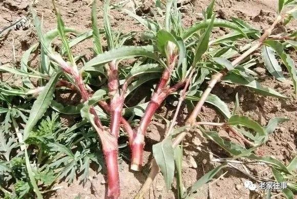 老家的印象和往事 (老家的印象介绍)