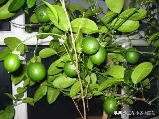 365种·常见花卉图谱，观果和多肉植物收藏篇