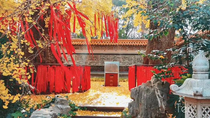 “秀木参天满目娆，落黄漫舞万千娇”二严寺600多年的雌雄古银杏，看了就移不开眼