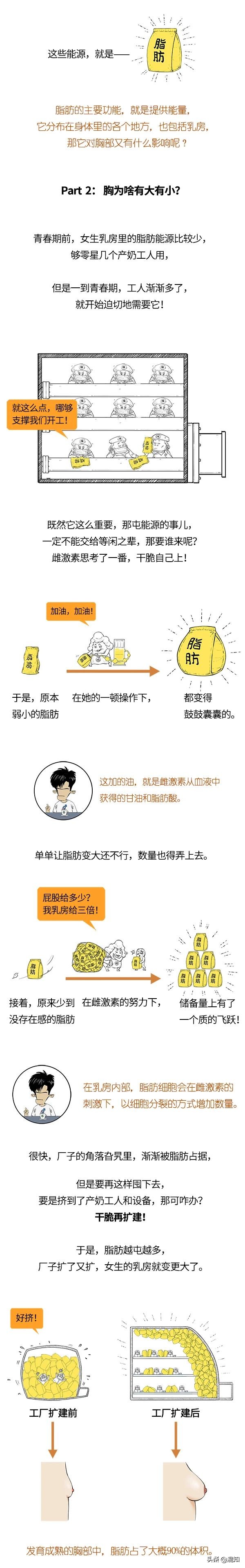 关于胸部发育的小知识,胸部发育知识解读