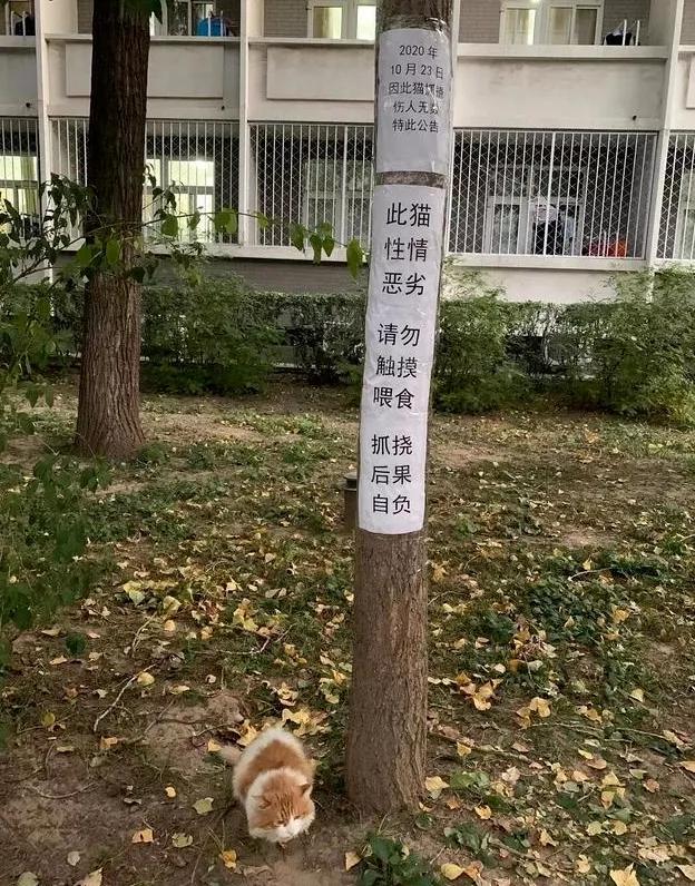 宿舍为什么不可以养猫,该不该在宿舍养猫