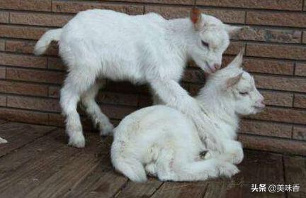 春季羔羊反复拉稀什么原因,羔羊拉稀水样是不是撑着了