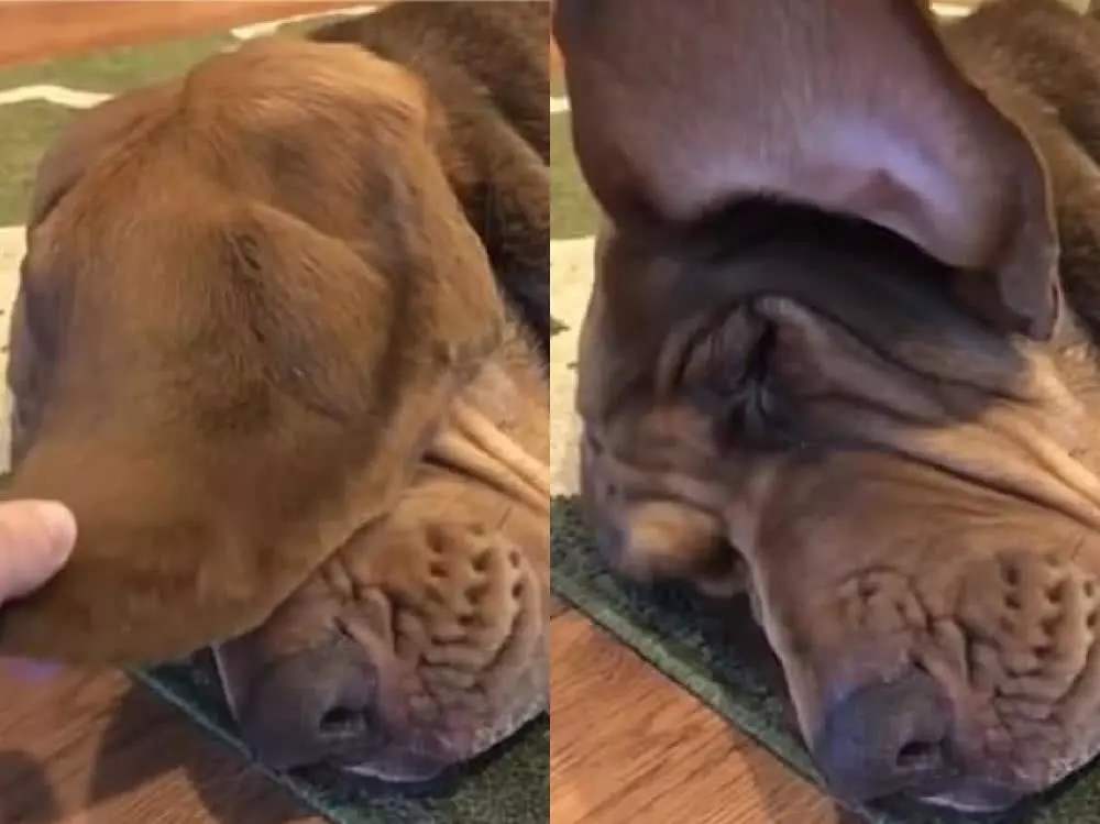 听力受损音频,听力下降修复音频