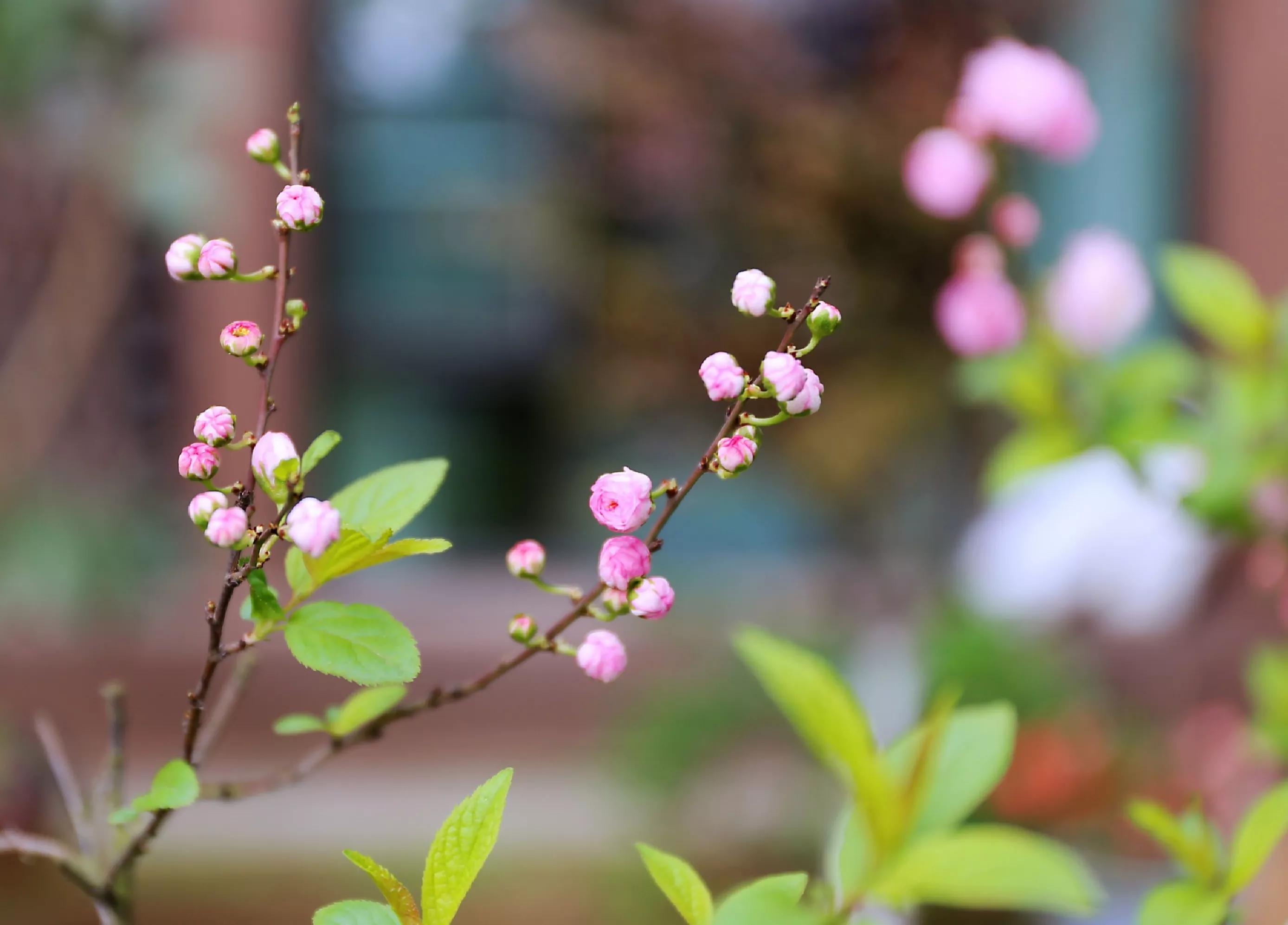春天的花园作文,春天的花园作文400字四年级