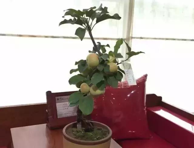 果树只开花不挂果是树苗问题吗,果树只出芽不开花