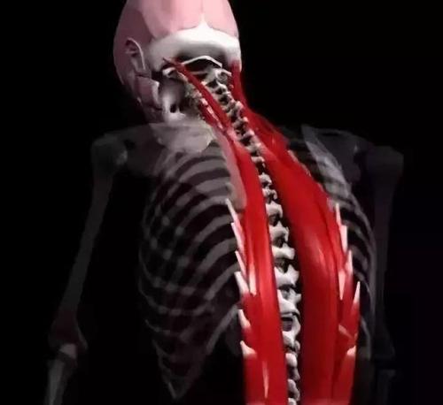 hiit训练哑铃背部4分钟完整版,只有一副哑铃怎么做力量训练