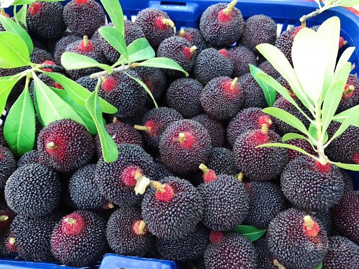 黑炭杨梅品种介绍,潮汕杨梅品种大全