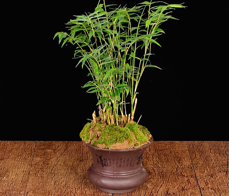 凤尾竹怎么养才会爆盆,盆栽凤尾竹怎么养