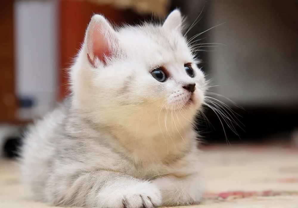 如何给小猫驱虫,捡小猫怎么驱虫