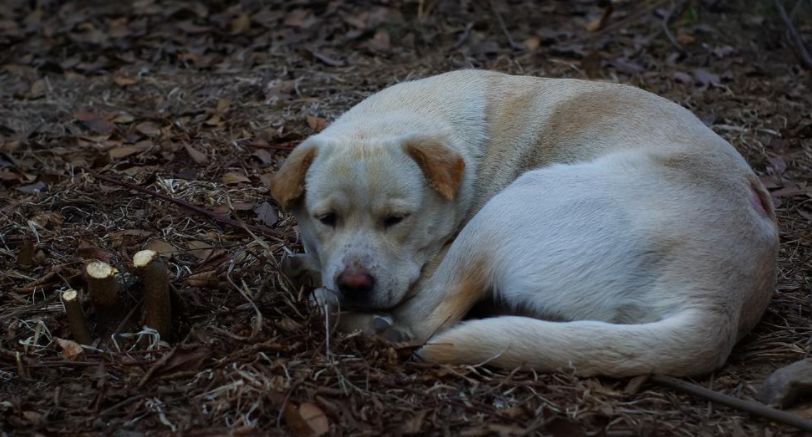 狗狗在消失一段时间又回来了,狗狗被人遗弃一年后长成怪物