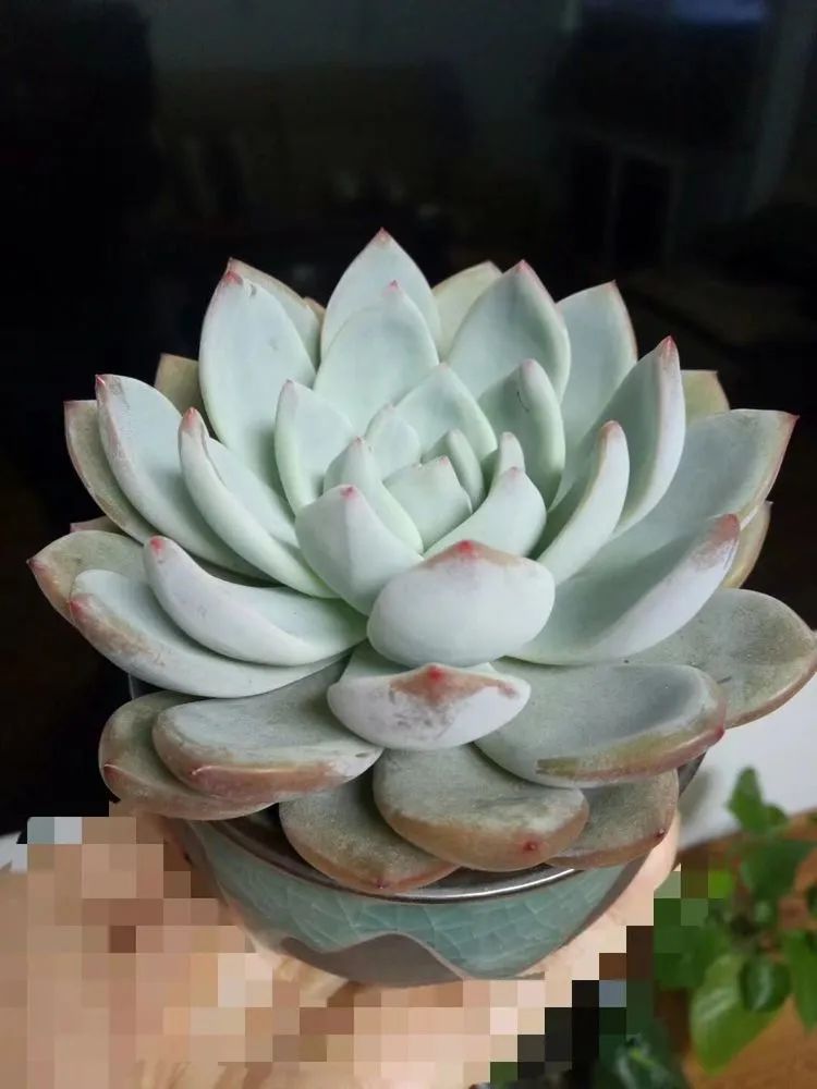 多肉砍头的怎么养,多肉怎么砍头才能爆发