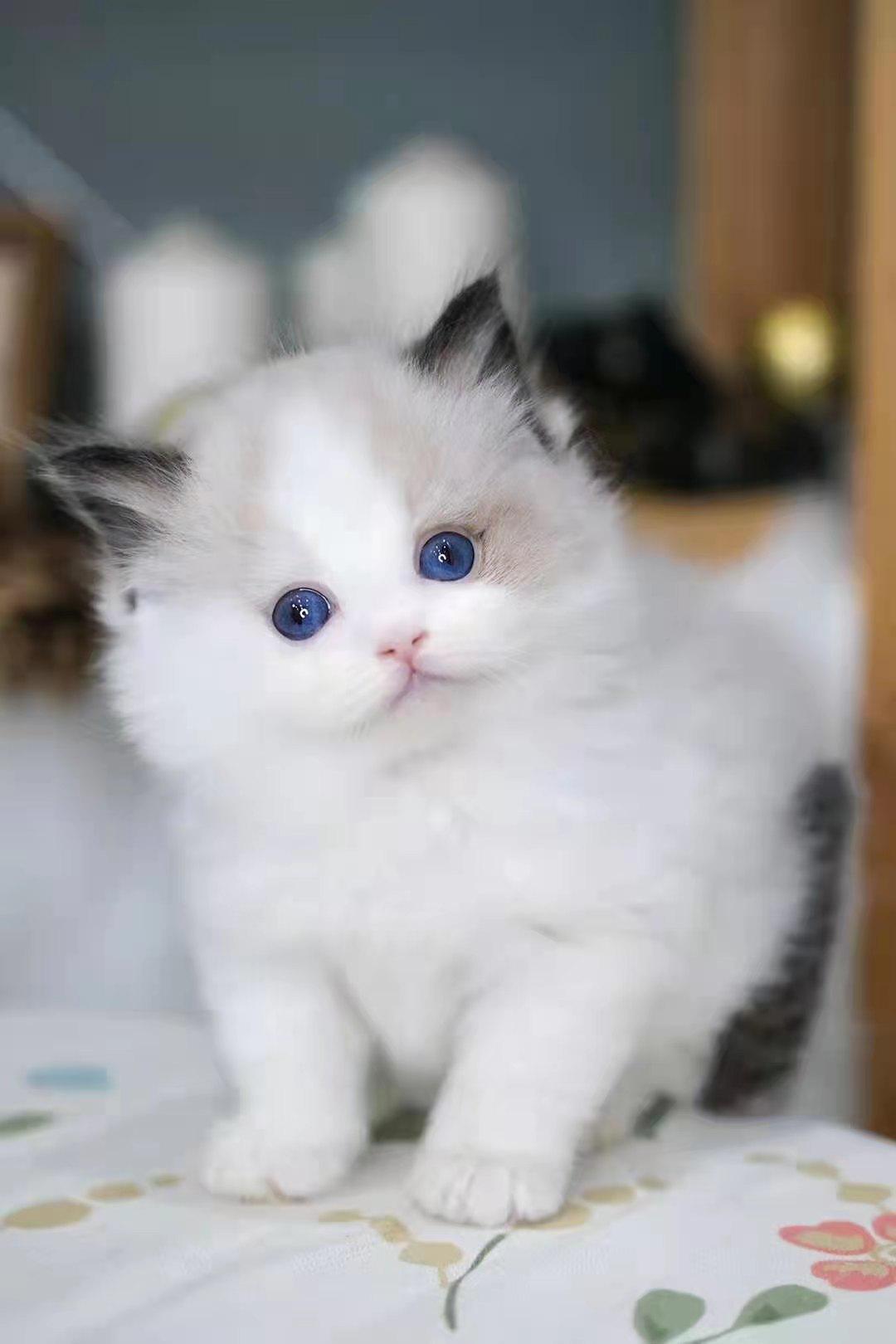 又便宜又好的幼猫粮排名,618猫粮怎么囤