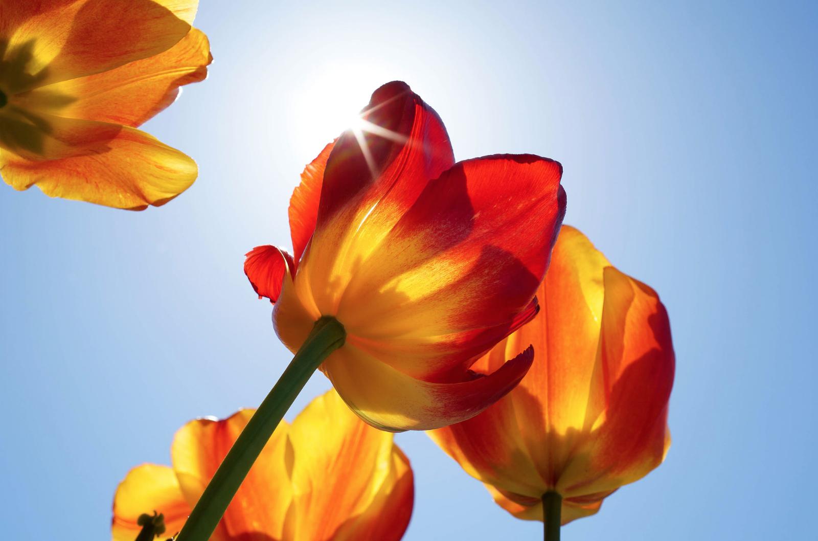 郁金香花茎下垂怎么补救,郁金香花歪了怎么扶正