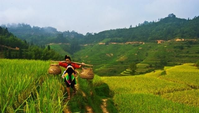 苗族战争史,贵州苗族战争史
