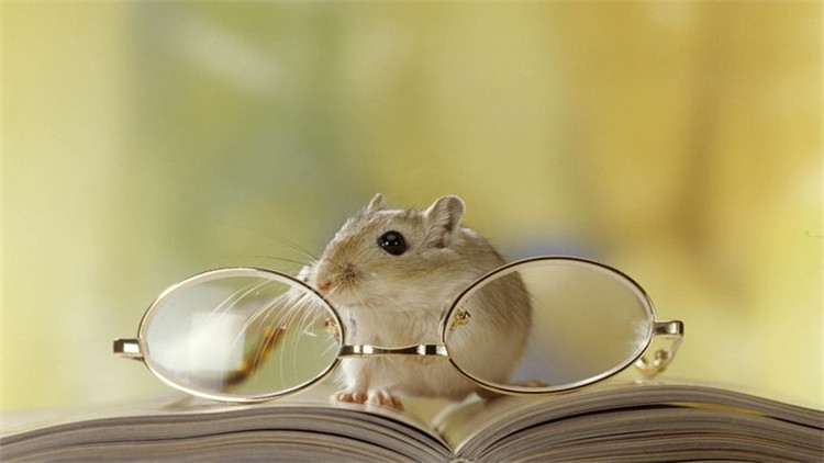 仓鼠伪冬眠24个小时了还能复活吗,仓鼠为什么会伪冬眠