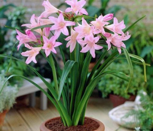 养茉莉花为什么有人用矾肥水,为什么有人爱养兰花